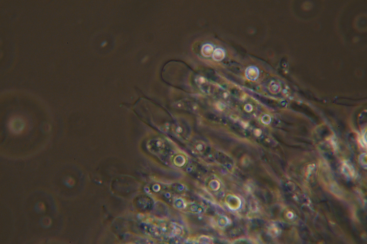 Crostina su Larice da det.-foto 2717(Vesiculomyces citrinus)
